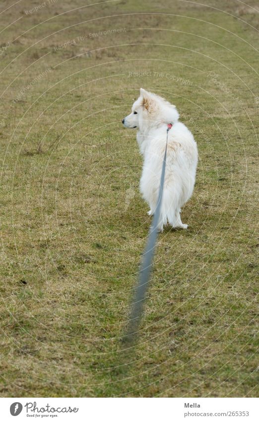 Hasenpause - Lange Leine Umwelt Natur Wiese Tier Haustier Hund 1 Hundeleine Schnur Blick stehen warten grün Wachsamkeit Kontrolle Macht Perspektive angeleint