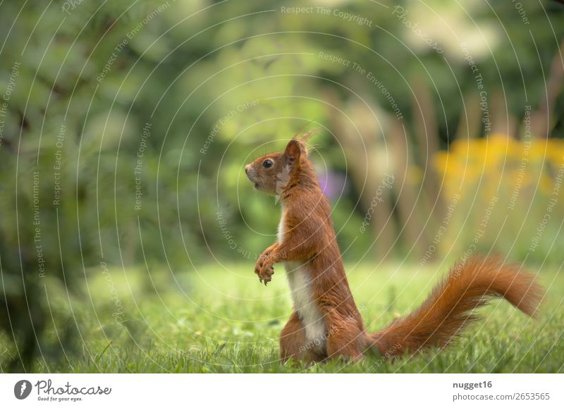 Eichhörnchen Umwelt Natur Pflanze Tier Frühling Sommer Herbst Schönes Wetter Gras Sträucher Garten Park Wiese Wald Wildtier Zoo 1 ästhetisch außergewöhnlich