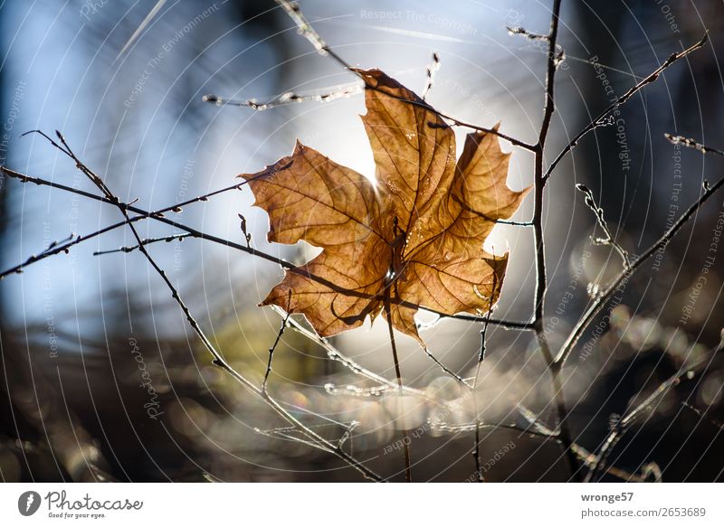 Isolation | in Raum und Zeit Natur Pflanze Herbst Sträucher Blatt Wald alt hängen dehydrieren nah natürlich blau braun weiß ruhig Ahornblatt vertrocknet