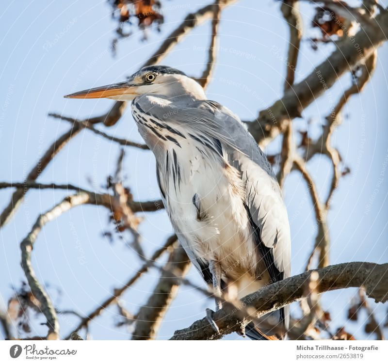 Fischreiher im Baum Natur Tier Himmel Sonnenlicht Schönes Wetter Wildtier Vogel Tiergesicht Flügel Krallen Graureiher Reiher Schnabel Feder 1 beobachten