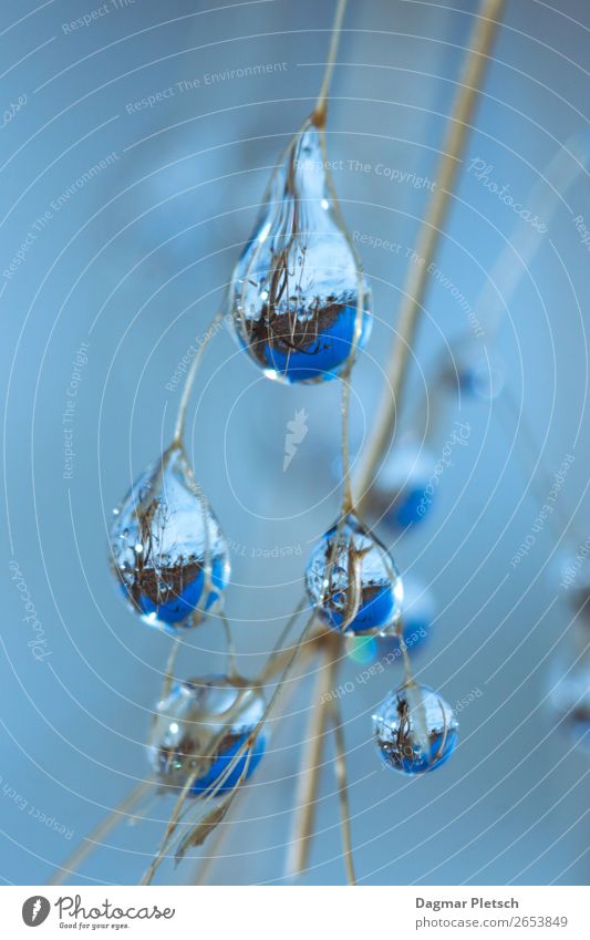 Spiegelung Kopf über Natur Pflanze Wasser Wassertropfen Himmel Winter Schnee Garten Wiese Wald glänzend kalt nass blau weiß deutlich rein Farbfoto Außenaufnahme