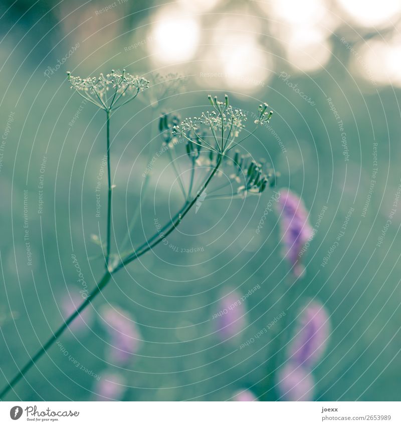 Und ich nehm' Dich bei der Hand Natur Frühling Schönes Wetter Pflanze Blume Gras Wiese gelb grün rosa Idylle Farbfoto Außenaufnahme Menschenleer Tag Licht