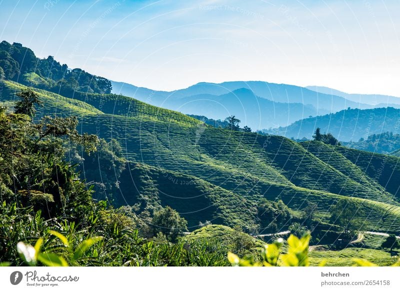 gestern wein heute tee Kontrast Licht Tag Menschenleer Außenaufnahme Farbfoto cameron highlands Fernweh traumhaft Himmel Wald Malaysia grün blau fantastisch