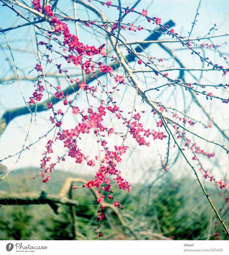 Ein roter Stern Sitzung Kunst Kunstwerk Musik Blume Garten Felsen frei gut blau mehrfarbig grün Liebe Pflaume Farbfoto Blick in die Kamera