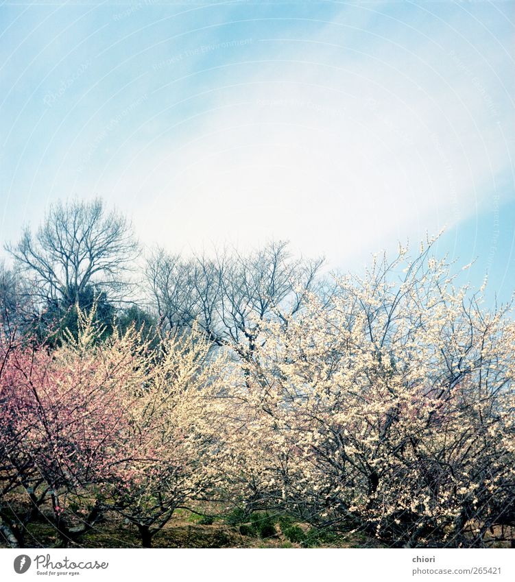 Ein Frühlingswind Fax Seil Waage Luft Himmel Blume Garten Felsen Aktenordner Stempel Graffiti füttern gehen Rauchen schlafen warten weinen gut mehrfarbig grün