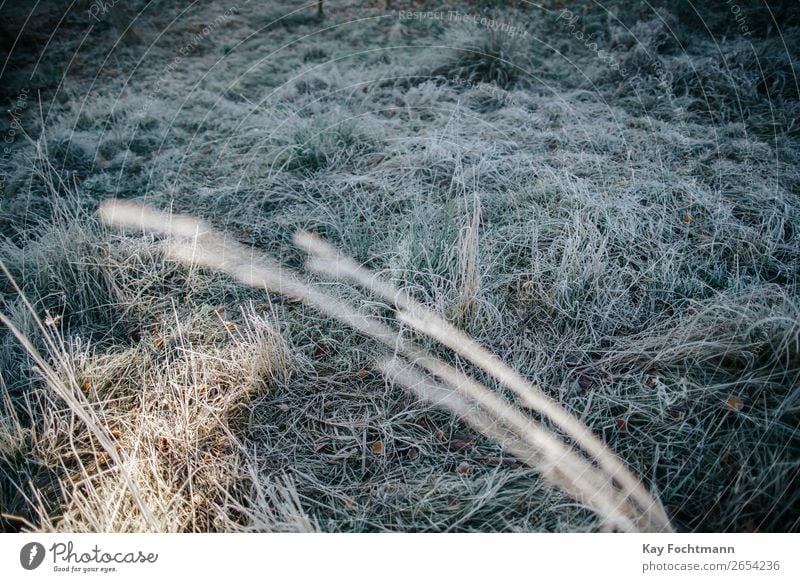 gefrorenes Gras auf einer frostigen Wiese Herbst schön Botanik braun kühl kalt Farbe Dezember Umwelt fallen Flora Laubwerk Frost Boden Raureif Eis eisig Rasen