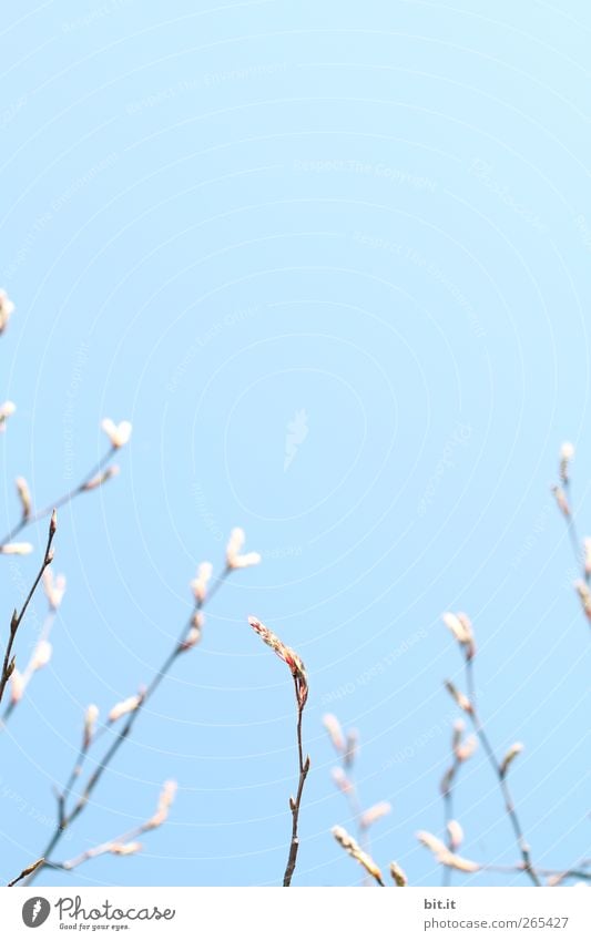 aufwärts sprießen... ruhig Meditation Valentinstag Muttertag Hochzeit Geburtstag Taufe Natur Luft Himmel Wolkenloser Himmel Horizont Frühling Pflanze Baum