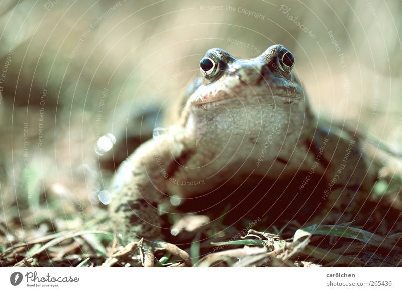 ...ein Prinz. Tier Wildtier Frosch 1 grau grün Froschkönig Kröte Freundlichkeit direkt Farbfoto Gedeckte Farben Detailaufnahme Textfreiraum links