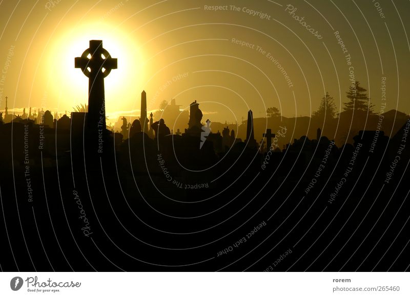 Friedhof Sonnenuntergang Halloween Trauerfeier Beerdigung Leben Sydney Denkmal Traurigkeit dunkel braun schwarz Tod Grab Krähe Bestattung vergraben traurig