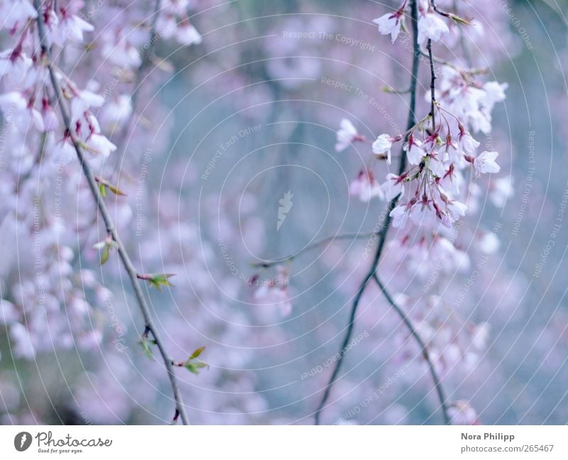 dreams in pastell Sinnesorgane Garten Natur Pflanze Frühling Baum Sträucher Blatt Blüte Park Blühend Duft Wachstum ästhetisch blau rosa Frühlingsgefühle Beginn