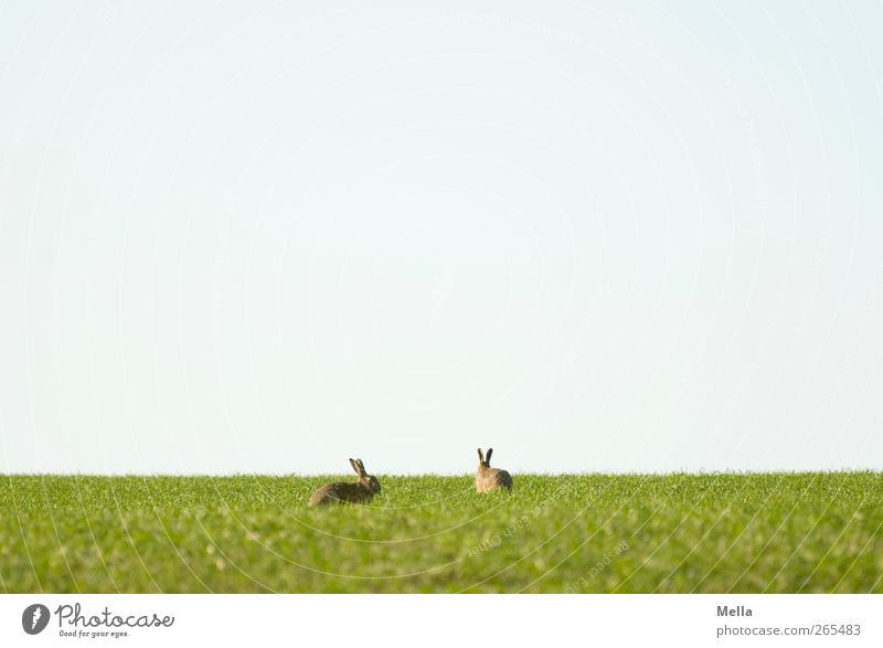 Ostern naht Osterhase Umwelt Natur Landschaft Tier Frühling Wiese Feld Wildtier Hase & Kaninchen Hasenohren 2 Tierpaar Fressen hocken sitzen frei Zusammensein