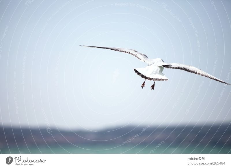 Unbeschwertheit. Tier Abenteuer fliegen Meer Küste fliegend Meeresvogel Möwe Möwenvögel Vogel Vogelperspektive Ferne Horizont Flügel Schweben Wind Idylle