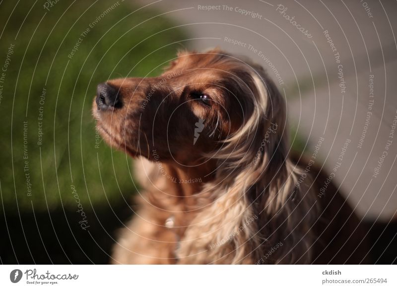 Hund schaut auf die Sonne Tier Haustier 1 braun grün Farbfoto Außenaufnahme Nahaufnahme Menschenleer Abend Licht Schatten Sonnenlicht Schwache Tiefenschärfe