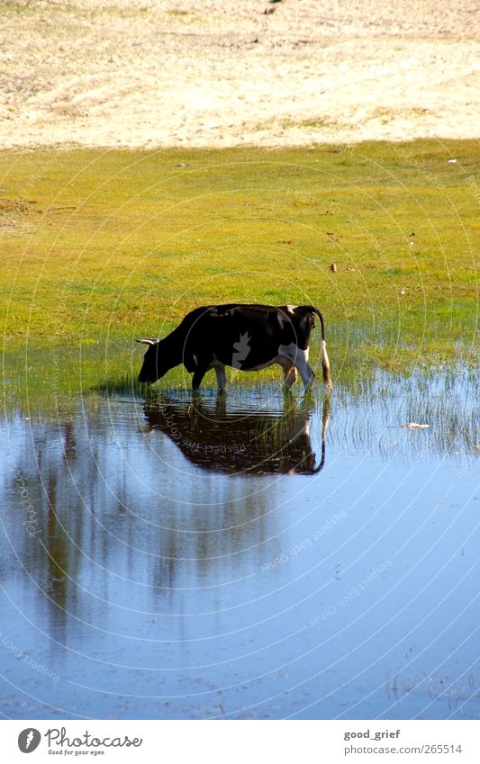 einzelgänger Umwelt Natur Landschaft Tier Urelemente Erde Sand Luft Wasser Himmel Klima Küste Seeufer Flussufer Strand Fjord Nutztier Wildtier Kuh 1 füttern