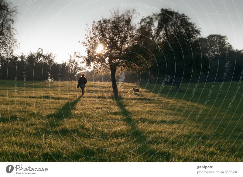 abenlicht Umwelt Natur Landschaft Pflanze Sonnenaufgang Sonnenuntergang Herbst Schönes Wetter Blume Gras Nutzpflanze Wiese Feld Hügel Duft natürlich grün