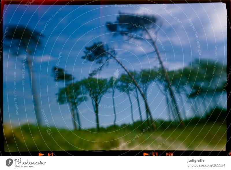 Weststrand Umwelt Natur Landschaft Pflanze Baum Küste Ostsee Darß außergewöhnlich natürlich wild Stimmung träumen Wind Windflüchter Neigung Farbfoto