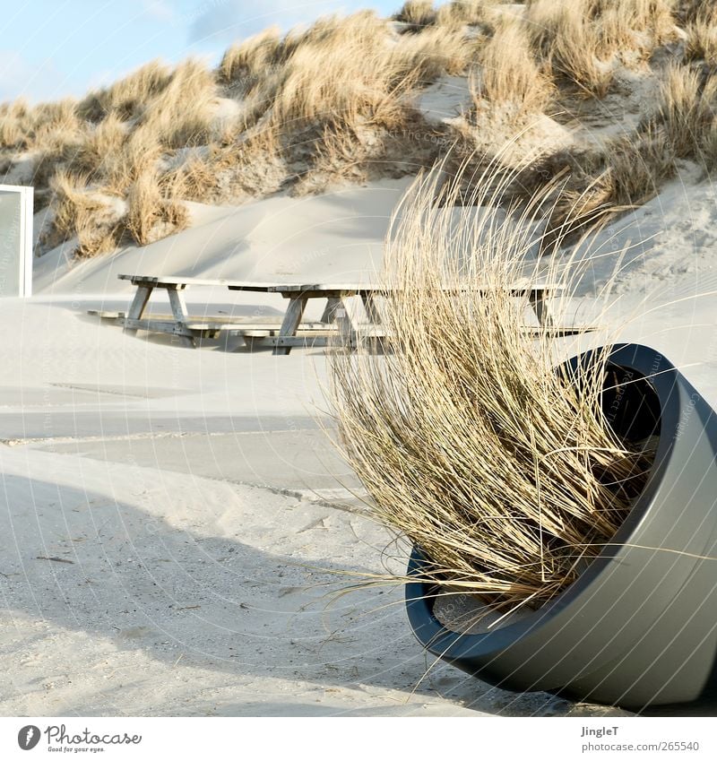 windschief Ferien & Urlaub & Reisen Ausflug Strand Meer Insel Umwelt Natur Landschaft Pflanze Sand Sträucher Stranddüne Dünengras Nordsee Nordseeinsel Ameland