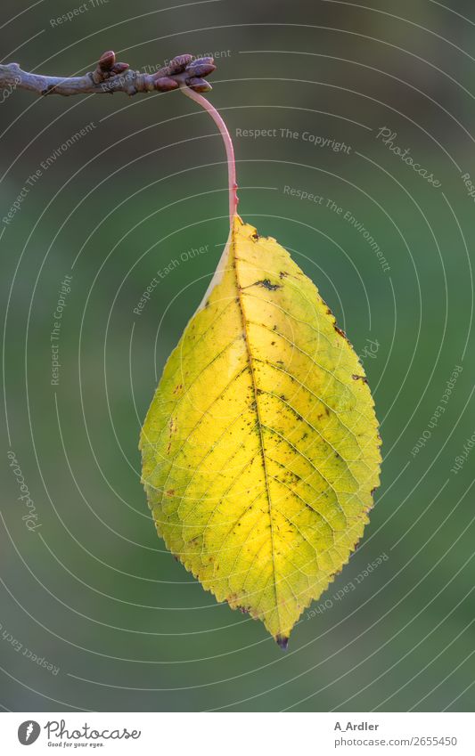 Herbstblatt Natur Pflanze Blatt Grünpflanze Nutzpflanze Wildpflanze Ast Zweige u. Äste Garten Park Wald hängen nah gelb grün Blattadern Kirschbaum Unschärfe