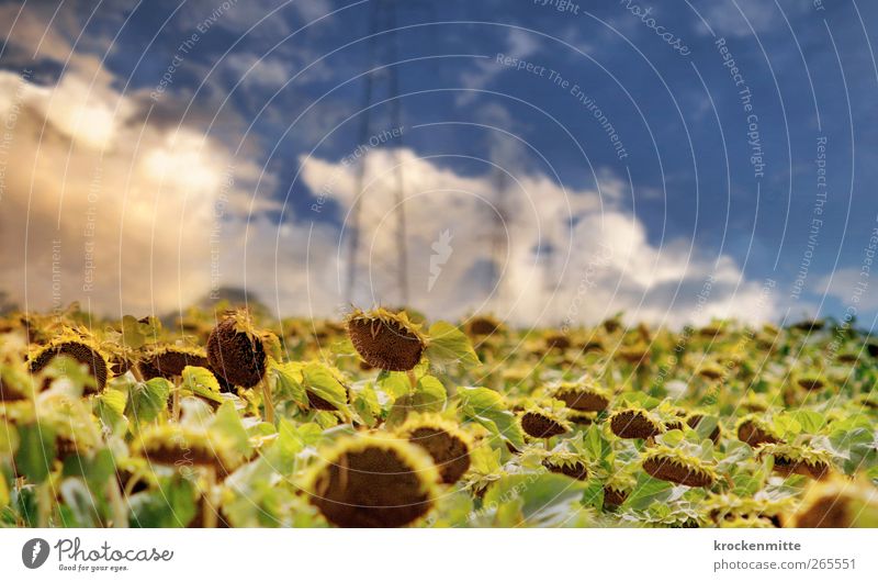 Toskanatraum Natur Landschaft Himmel Wolken Gewitterwolken Horizont Sommer Pflanze Sonnenblume Wärme blau gelb Sonnenblumenfeld Blatt grün Strommast