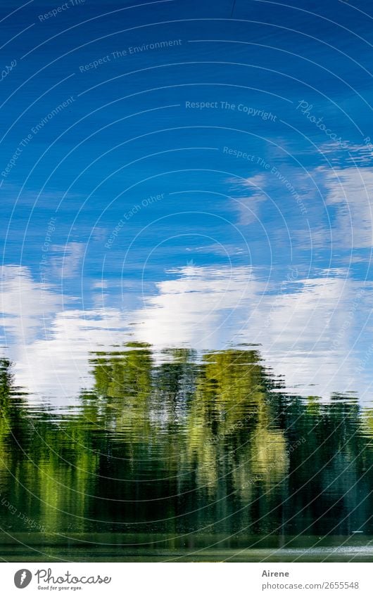 Sieh's doch mal so rum! Wasser Himmel Wolken Schönes Wetter Baum Wald Seeufer Teich Auwald frisch natürlich positiv blau grün weiß Lebensfreude Natur