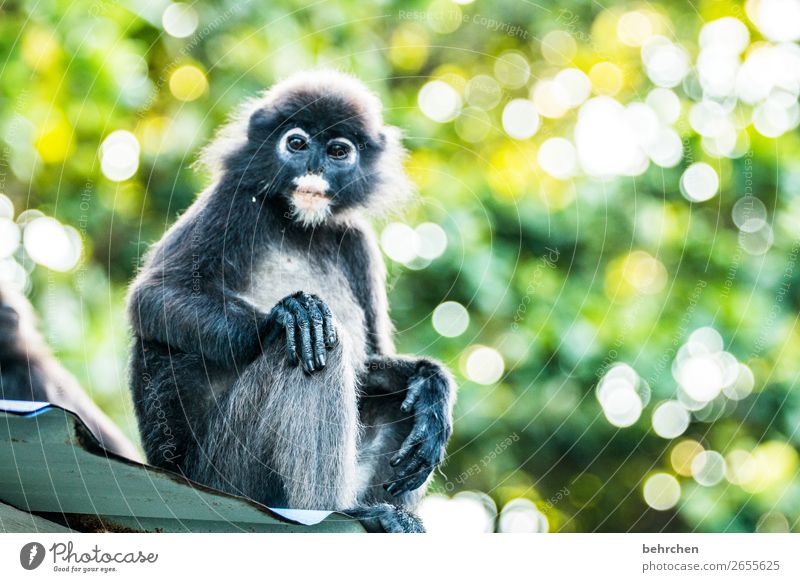 affenleben Ferien & Urlaub & Reisen Tourismus Ausflug Abenteuer Ferne Freiheit Urwald Wildtier Tiergesicht Fell Affen brillenlanguren 1 beobachten Erholung