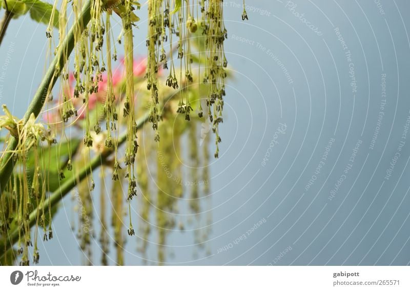 Oesterliche Grüße Umwelt Natur Frühling Pflanze Sträucher Blatt Blüte Grünpflanze exotisch Blühend Wachstum Fröhlichkeit blau grün Lebensfreude Frühlingsgefühle