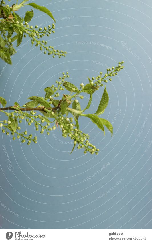 Oesterliche Grüße Umwelt Natur Frühling Schönes Wetter Pflanze Baum Sträucher Blatt Blüte Grünpflanze exotisch Blühend Duft Fröhlichkeit frisch positiv blau