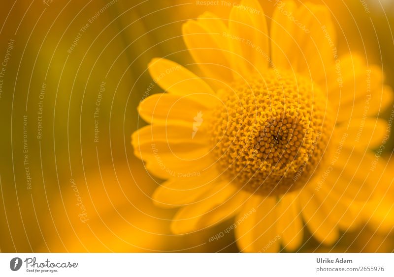 Färberkamille (Anthemis) elegant Wellness Leben harmonisch Wohlgefühl Zufriedenheit Erholung ruhig Meditation Kur Spa Dekoration & Verzierung Tapete