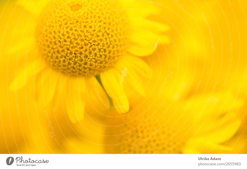 Färberkamille (Anthemis) Design Alternativmedizin Wellness harmonisch Spa Tapete Valentinstag Geburtstag Natur Pflanze Frühling Sommer Herbst Blume Blüte Garten