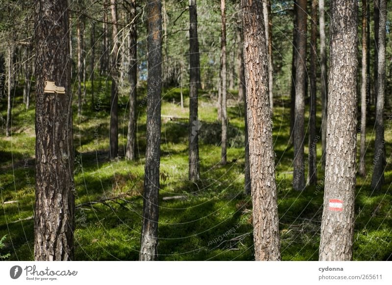 Wanderzeichen Gesundheit Leben Wohlgefühl ruhig Freizeit & Hobby Ferien & Urlaub & Reisen Ausflug Abenteuer wandern Umwelt Natur Landschaft Sommer