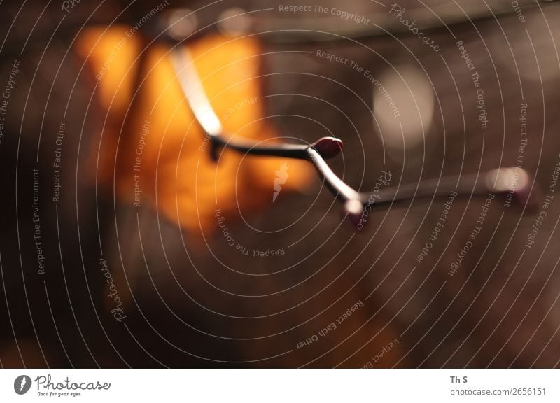 Herbst Natur Pflanze Winter Blatt verblüht ästhetisch authentisch einfach elegant natürlich wild braun orange Gelassenheit geduldig ruhig einzigartig Ast