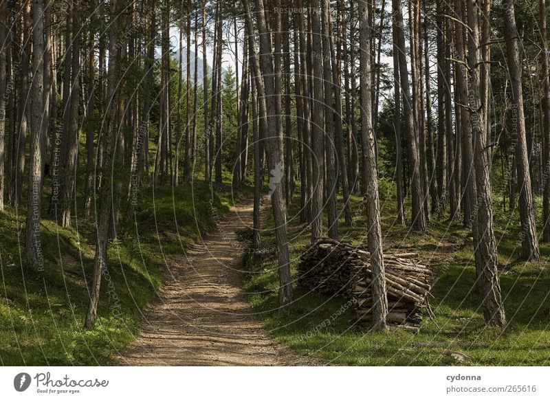 Der Weg Leben Wohlgefühl Erholung ruhig Ferien & Urlaub & Reisen Ausflug Abenteuer Ferne Freiheit wandern Umwelt Natur Landschaft Baum Wald Berge u. Gebirge