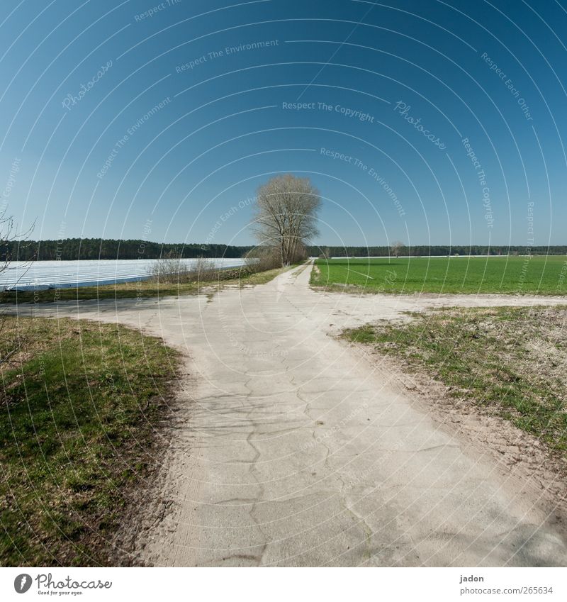 kreuzweg. wandern Himmel Frühling Baum Gras Feld Straßenkreuzung Wege & Pfade blau grün Schmerz Ackerbau himmelblau Brandenburg Abzweigung Kruzifix