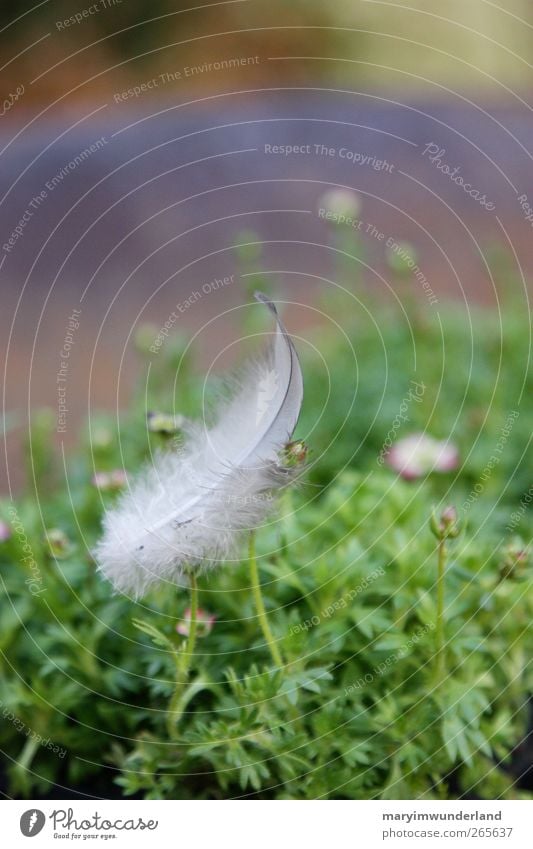 überreste. Natur Pflanze Garten fliegen grün Feder leicht sanft Leichtigkeit Vogel Blume Schweben Flugzeuglandung Luft Farbfoto Außenaufnahme Textfreiraum oben