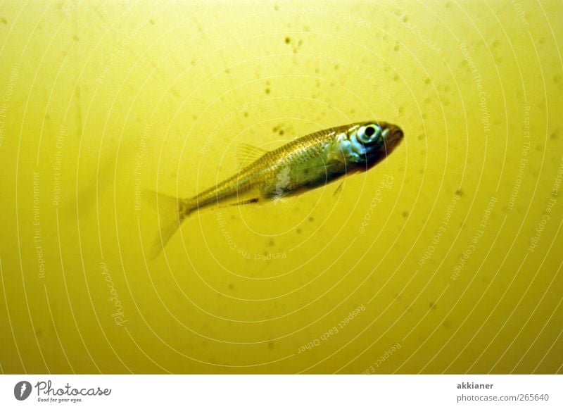 Was guckst du??? Umwelt Natur Tier Urelemente Wasser Wildtier Fisch Aquarium 1 nah nass natürlich Farbfoto Gedeckte Farben mehrfarbig Unterwasseraufnahme Tag