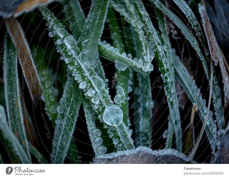 Frost; der Tau auf den Grashalmen ist gefroren Natur Pflanze Wassertropfen Winter Wetter Eis Blatt Grünpflanze Halm Garten frieren dunkel kalt braun grün