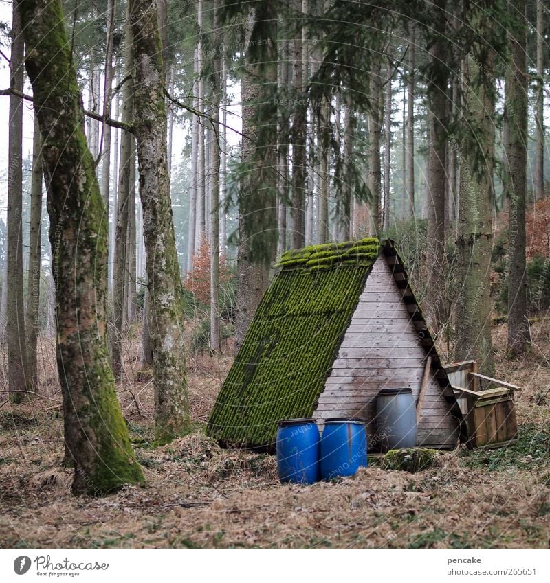 basislager A Natur Landschaft Baum Wald Hütte füttern Häusliches Leben überwintern Fass Holzhütte Farbfoto Gedeckte Farben Außenaufnahme Menschenleer Abend