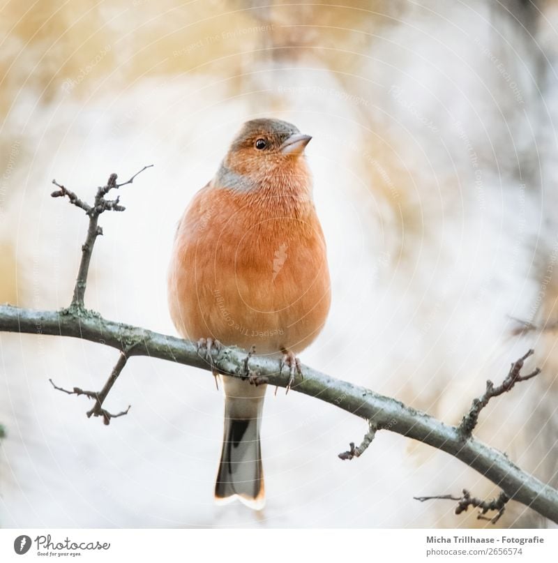 Buchfink im Abendlicht Natur Tier Sonnenlicht Schönes Wetter Baum Wildtier Vogel Tiergesicht Krallen Fink Metallfeder Schnabel 1 beobachten Erholung leuchten