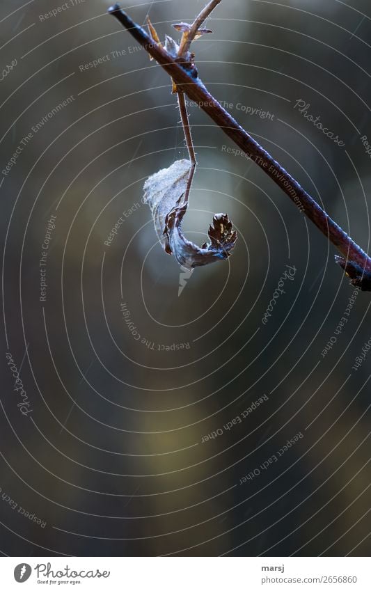 verdreht Herbst Eis Frost Blatt hängen träumen Traurigkeit Sehnsucht elegant einzigartig Natur Vergänglichkeit Wandel & Veränderung geheimnisvoll Farbfoto