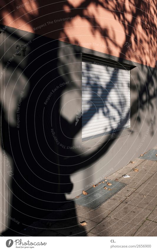 schatten eines baums Sonnenlicht Herbst Schönes Wetter Baum Menschenleer Haus Mauer Wand Fenster Wege & Pfade Rollo Schattenspiel Privatsphäre Farbfoto