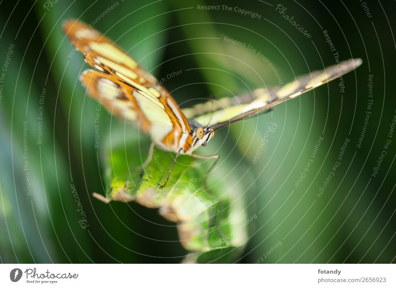 Front view of Siproeta stelenes near_Malachitfalter Natur Tier Wildtier Schmetterling Flügel 1 dünn mehrfarbig gelb grün frontal Insekt Edelfalter Tarnung