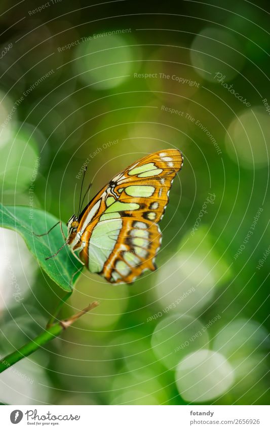 Siproeta stelenes with bohey_Malachitfalter Natur Tier Wildtier Schmetterling natürlich Insekt Edelfalter animal Profil Seite Muster mehrfarbig zart