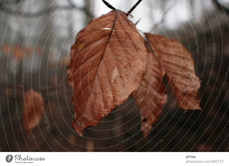 Altes Laub taufrisch Pflanze Herbst Nebel Baum Blatt Wald Gefühle Stimmung Warmherzigkeit Sympathie Freundschaft Romantik schön friedlich Güte Gelassenheit