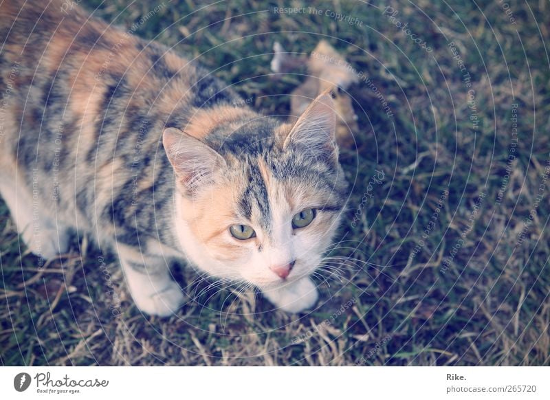 Mäusejäger. Umwelt Natur Tier Blatt Gras Wiese Haustier Katze 1 beobachten Jagd schön natürlich Warmherzigkeit entdecken bedrohlich Fell Farbfoto Außenaufnahme