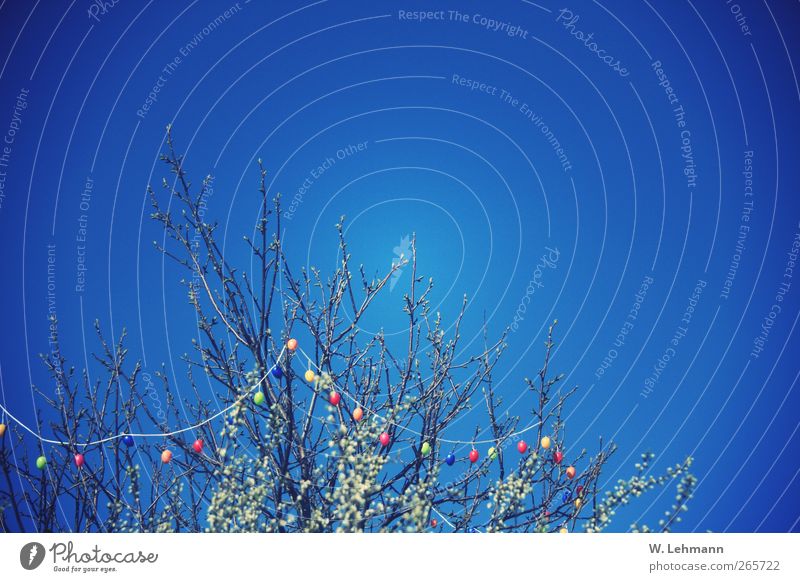 Frohe Ostern! Umwelt Natur Landschaft Pflanze Luft Himmel Frühling Schönes Wetter Baum Ostereier aus Kunststoff ruhig Farbfoto Außenaufnahme Experiment