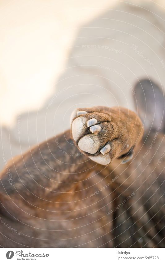 high five Tier Haustier Hund Fell Pfote 1 genießen liegen außergewöhnlich hell Zufriedenheit Vertrauen Sympathie Freundschaft Tierliebe französische Bulldogge