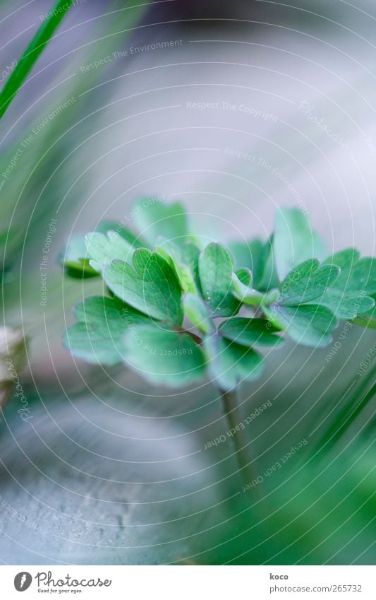 Das Blatt von Aquilegia Umwelt Natur Pflanze Frühling Sommer Wind Gras Grünpflanze Akelei Stein Blühend Wachstum einfach frisch grau grün schwarz