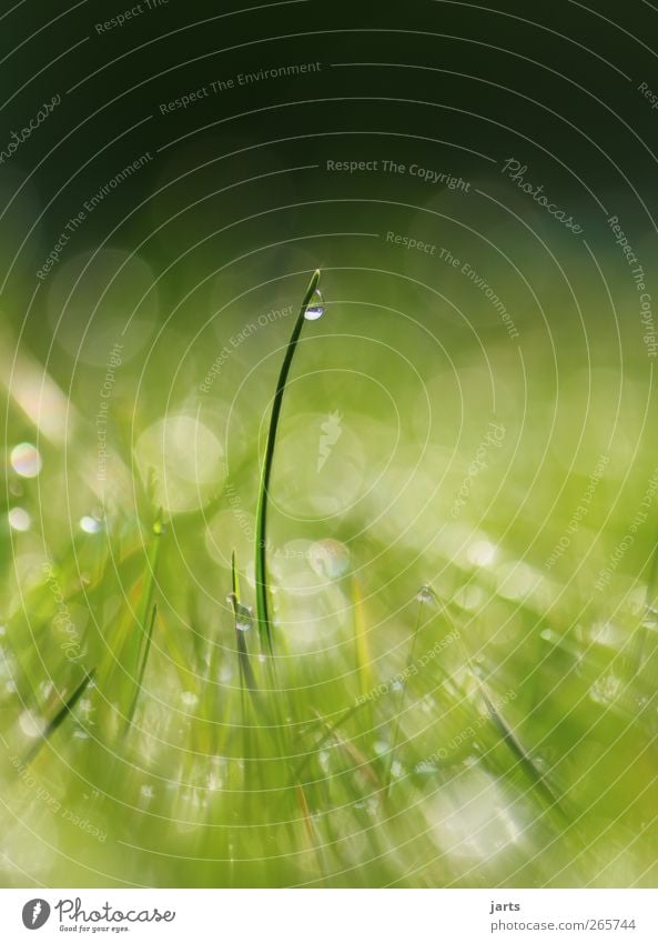 zeit Natur Pflanze Wassertropfen Schönes Wetter Gras Wiese Gesundheit frisch glänzend natürlich grün Farbfoto Außenaufnahme Nahaufnahme Detailaufnahme