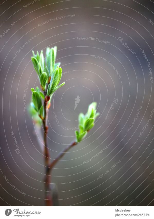 spring fever Umwelt Natur Pflanze Frühling Blatt Grünpflanze authentisch einfach neu braun gelb grau grün schwarz weiß Blütenknospen Blattknospe Ast verzweigt