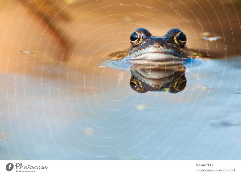 Morgääähhnnn! Umwelt Natur Tier Wasser Sommer Schönes Wetter Wiese Feld Teich See Nutztier Wildtier Frosch Tiergesicht 1 beobachten genießen Schwimmen & Baden